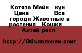 Котята Мейн - кун › Цена ­ 19 000 - Все города Животные и растения » Кошки   . Алтай респ.